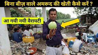 बिना बीज वाली जापान की रेड डायमंड अमरुद की खेती कैसे की जाती है || Which is the best guava variety ?