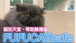 台北貓咖啡｜FUFUCATCafe西門町療癒系貓奴天堂!!13隻品種治癒您心!!