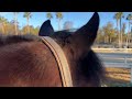 longest hair my horse has ever grown documenting piper’s fluffiest winter coat yet