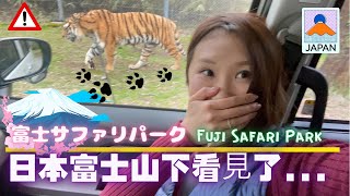 富士山 1｜自驾野生動物園靜岡縣 ｜Fuji Safari park ｜周邊遊 Part 1  #Mtfuji #Fujisafaripark #japan#vlog #travel