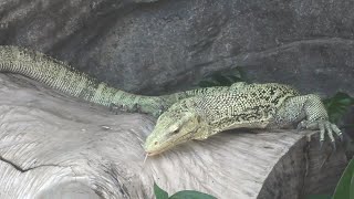 コガネオオトカゲ,上野動物園,Yellow Head Monitor,Ueno Zoo,Tokyo,Japan,