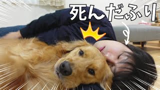 愛犬に死んだふりしてみた結果・・・【ゴールデンレトリバー】