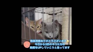 #猫 #ベンガル #ベンガル猫 #ブリティッシュショートヘア #サトモナ