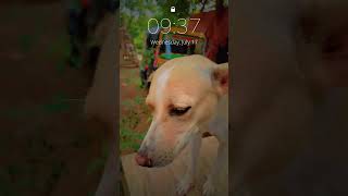 ମୋର ନୁଆ ସାଗଂ ......... 🩷🩷 #youtube #love #dog #loveu #🩵🩷....  🩶🩵🩷🩷...... #viralvideo ......