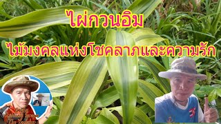 ชมไม้มงคลกับน้าเล็ก#: ไผ่กวนอิม ม้าแห่งความสมบูรณ์พูนสุขโชคลาภเงินทอง