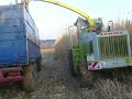 miscanthus harvest