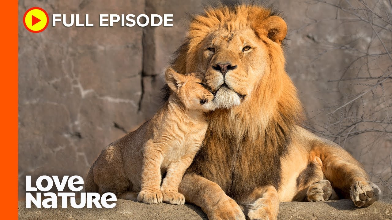 Lion Cubs Meet Dad For The First Time | Wildlife Icons Ep101 - YouTube