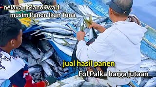 PANEN STRIKE IKAN SALAM & TUNA || SIPIL HASIL & HARGA PENJUALAN IKAN