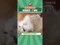 对方撤回一个猫猫撒娇 猫咪 萌宠 娱乐评论大赏 shorts