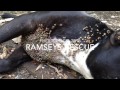 Ramsey's Rescue in Puerto Rico 2015 Ramsey's Rescue in Puerto Rico 2015