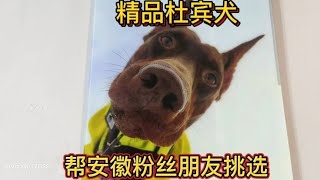 探访农村养殖场帮安徽粉丝朋友挑选精品杜宾犬@DOU+小助手【天哥萌宠】