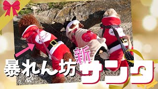 サンタとトナカイがやって来る～Merry Christmas～チワワ・シーズー・ミニチュアピンシャー・トイプードル