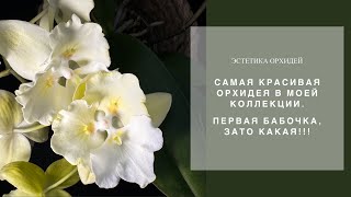 Произведение искусства в мире орхидей! Первое цветение. Она ПОТРЯСАЮЩАЯ!