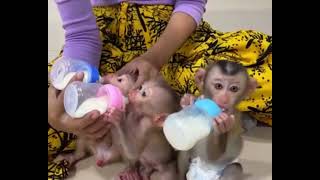 Milk time for 3 Monkeys