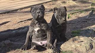 Cane Corso puppies  Bethlehem GA Born 11-11-24 ( Кане Корсо щенки  6 недели)