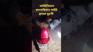 অর্জিনাল কলোম্বিয়ান লাইট ব্রাহমা মুরগী ও বাবব্রাহমা মুরগী।