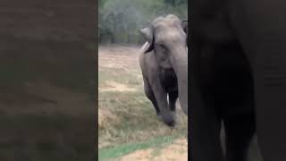 meiyaguma funny iruga boy🤣😂#viralvideo #shorts #ytshorts #youtubeshorts #trending #funny #elephant