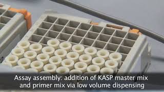 SNP line high throughput PCR workflow