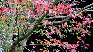 京都 晩秋 泉涌寺 Sen'nyū-ji temple in autumn, Kyoto(2015-11)