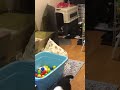 ボーダーコリー　7匹の子犬達　産箱の外で遊ぶ puppy cute