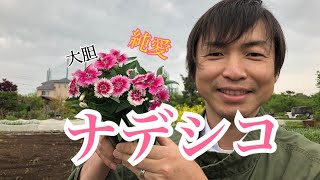 ナデシコ　花言葉は純愛