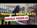 Rawatan harian Murai Batu khusus pekerja tanpa umbaran