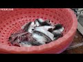 how professionals clean sardines how to clean sardine and fillet fish