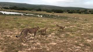 Cheetah Cubs at Amakhala Game Reserve