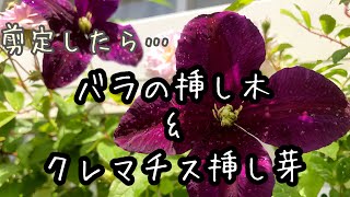 【バラ・クレマチス】発根率高い(*^▽^*)挿し木から鉢上げまで🌹バラの挿し木・クレマチスの挿し芽🌹続編(6ヶ月後)クレマチスのようすは概要欄にリンクあります！