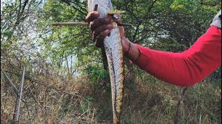 Maral fish Gavran fishing🎣