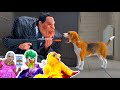 Funny Beagles Get Pranked By Scary Costumes #8