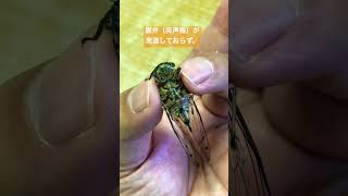 #121【奄美の秋のセミ】メスのクロイワツクツク　An Amami autumn cicada