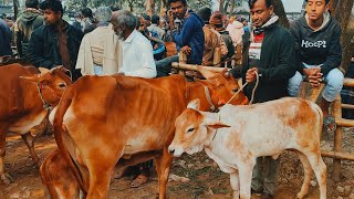 @আজ ২৯ জানুয়ারি ২৫ | ৫০-৯০ হাজারে দেশাল বাচ্চাসহ গাভী গরুর দাম | আফতাবগঞ্জ হাট | দিনাজপুর