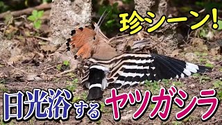 【かわいい鳥】ヤツガシラ 日光浴  Eurasian Hoopoe Sunbathing  4K 石垣島 野鳥観察＆野鳥撮影