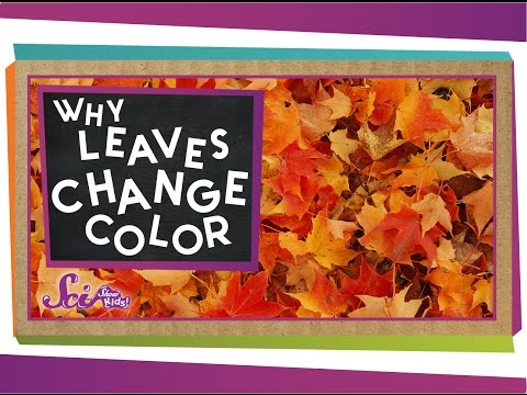 How does photosynthesis work in autumn?