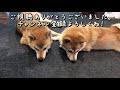 【柴犬 しゃべる】遊んでくれない姉犬に泣いてお願いする妹柴犬がかわいい♡しつこさに姉犬お手上げ！