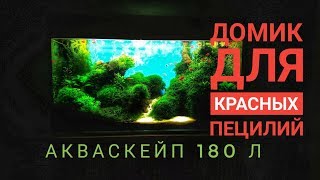 Акваскейп для красных пецилий от Aquayozh. Красивый природный аквариум