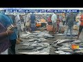 people compete and buy fish in kasimedu fish market chennai sun news