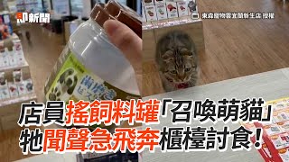 貓咪聽店員搖飼料罐聲　急奔櫃檯討食｜主子｜店貓｜寵物｜精選影片