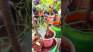 మిద్దె తోటలో మర్రి చెట్టు #rythubadi #terracegarden #bonsaitree