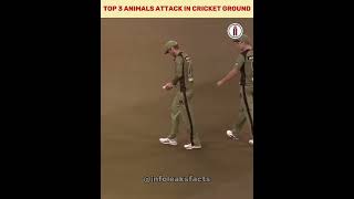 Top 3 Animals Attack in Cricket Ground