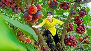 Harvesting figs, pumpkins, avocados - cooking in the country kitchen | The Amazing Harvesting