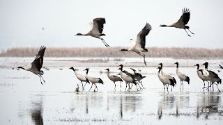 Animal protection in China：Black-necked cranes return to breeding grounds