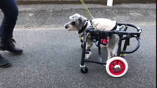 1287　ベティ　シュナウザー車椅子屋外1