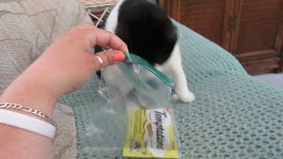 CAT LOVES CAT TREATS!(5.5.16- Day 727)