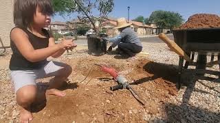 Planting Texas Olive Tree