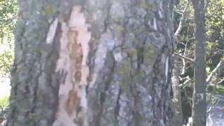 Kevin Masters Certified Arborist EAB INSPECTION