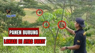 PIKAT DI SERANG BURUNG LOKASI PERBUKITAN YANG TINGGI || SERASA DI ATAS AWAN ||