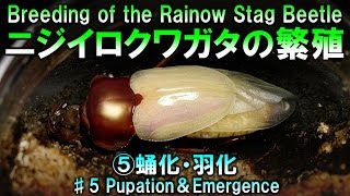 ニジイロクワガタの繁殖 ⑤蛹化・羽化 / Breeding of the Rainbow Stag Beetle ♯5 Pupation＆Emergence