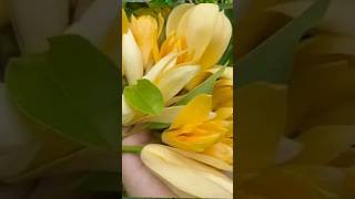 swarna Champa tree | scented flower plants of india#shortvideo #shorts #youtubeshorts #ytshorts